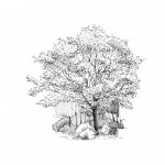Illustrations jardins nantais - Cimetière parc - Chêne rouge